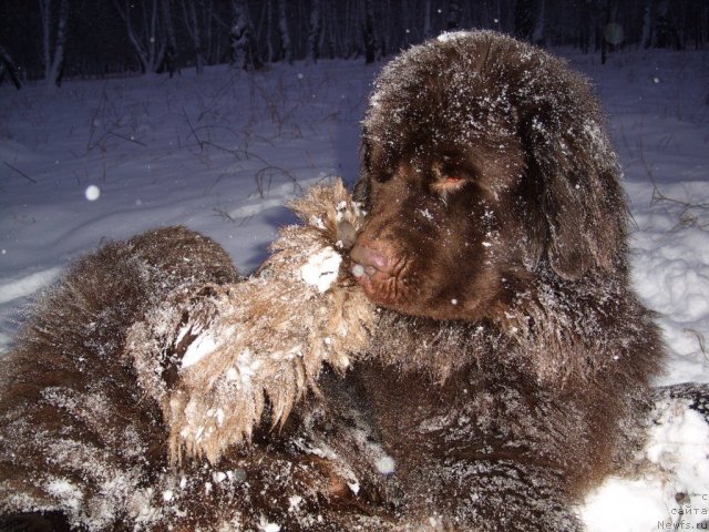 Фото: ньюфаундленд Черный Шарм Амбер Бест Дог ФО Марлеон