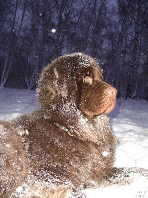 Фото: ньюфаундленд Черный Шарм Амбер Бест Дог ФО Марлеон