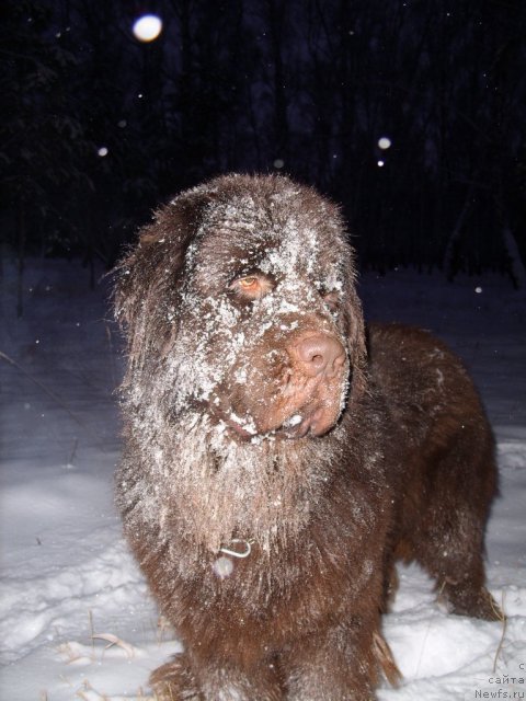 Фото: ньюфаундленд Черный Шарм Амбер Бест Дог ФО Марлеон