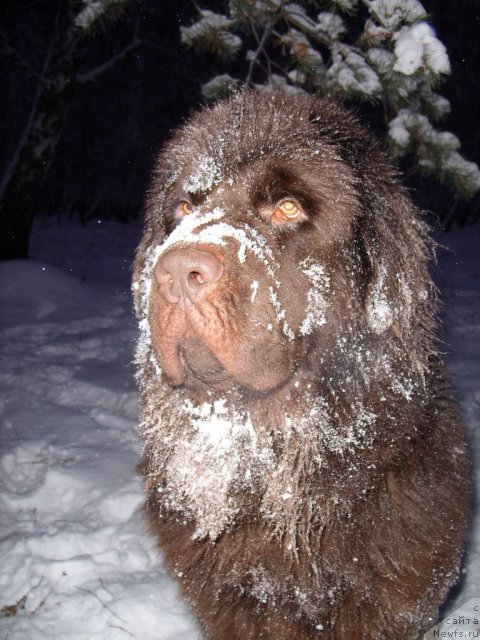 Фото: ньюфаундленд Черный Шарм Амбер Бест Дог ФО Марлеон