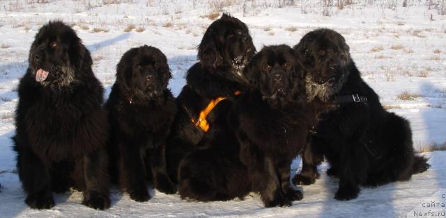 Фото: ньюфаундленд Гай Нью Спейс Престиж (Gay New Space Prestizh), ньюфаундленд Амулет Любви и Счастья (Amulet Lyubvi i Schastya), ньюфаундленд Шипмэн фром Биг Лейк (Shipman from Big Lake), ньюфаундленд Чанси из Золотого Треугольника, ньюфаундленд Атлант Бэст