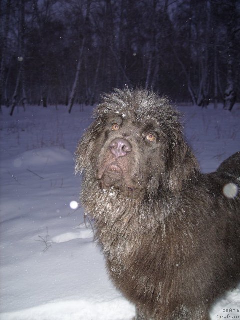 Фото: ньюфаундленд Аквамариновая Красотка для Марлеон