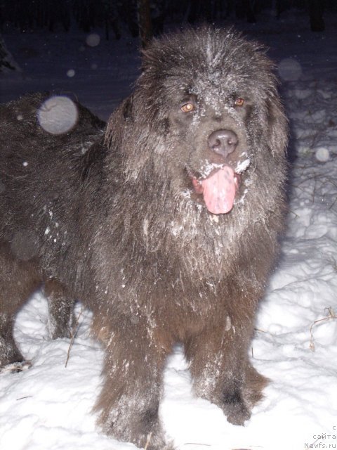 Фото: ньюфаундленд Аквамариновая Красотка для Марлеон