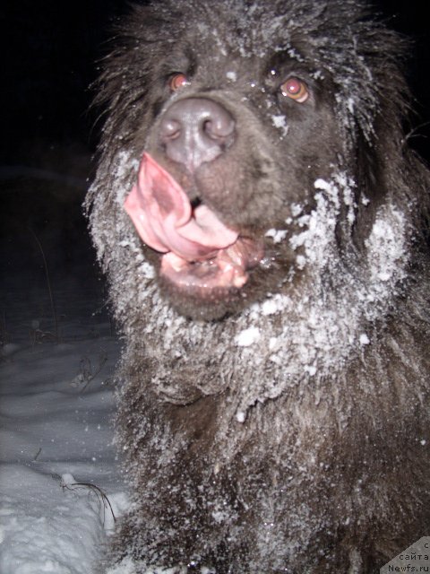 Фото: ньюфаундленд Аквамариновая Красотка для Марлеон