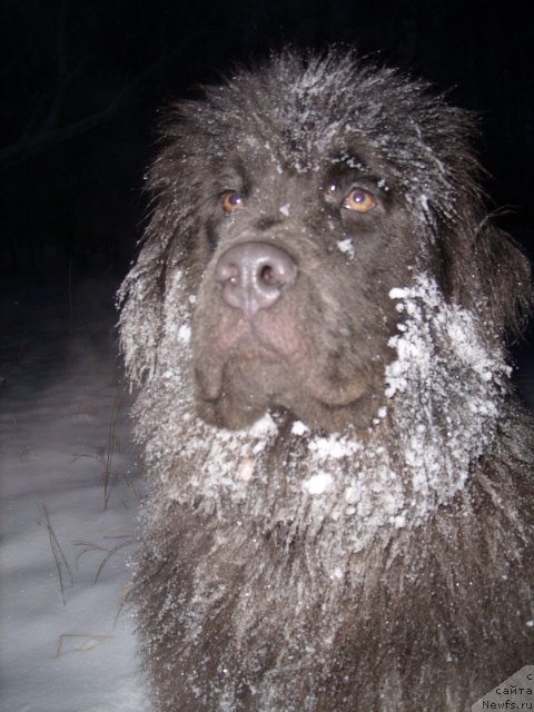 Фото: ньюфаундленд Аквамариновая Красотка для Марлеон