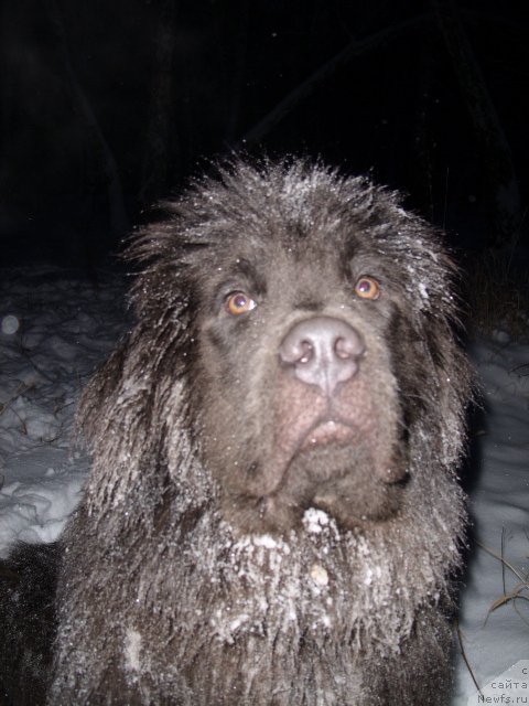Фото: ньюфаундленд Аквамариновая Красотка для Марлеон