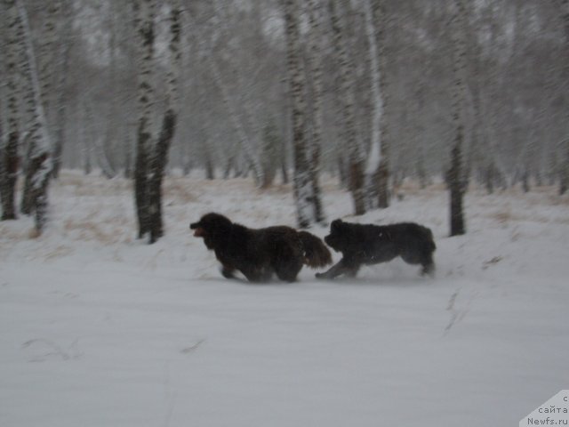 Фото: ньюфаундленд Черный Шарм Амбер Бест Дог ФО Марлеон, ньюфаундленд Аквамариновая Красотка для Марлеон