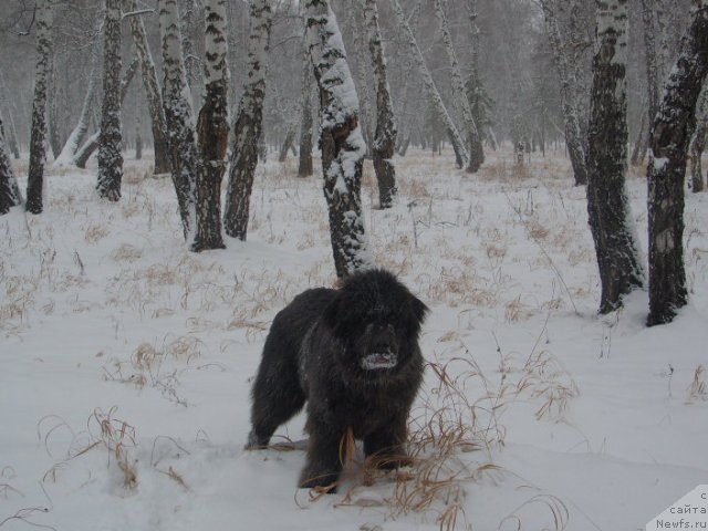Фото: ньюфаундленд Аквамариновая Красотка для Марлеон