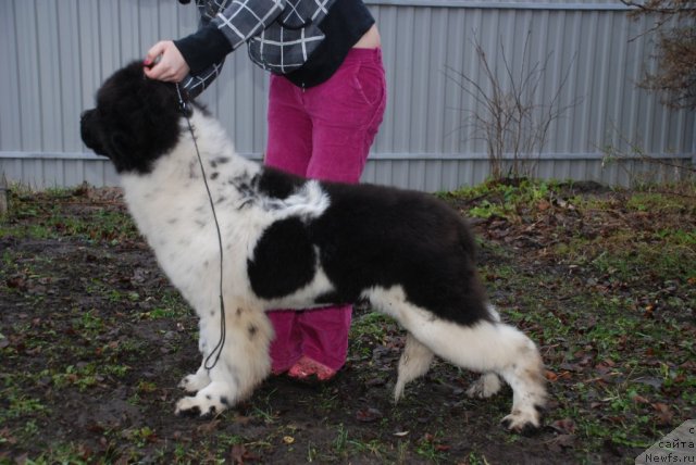 Фото: ньюфаундленд Питерньюф Ин Ит То Вин Ит