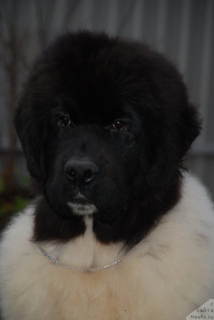 Фото: ньюфаундленд Питерньюф Ин Ит То Вин Ит