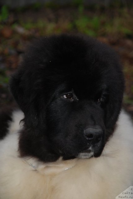 Фото: ньюфаундленд Питерньюф Ин Ит То Вин Ит