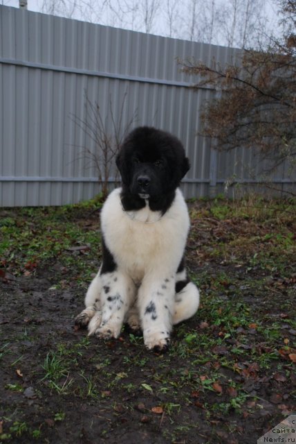 Фото: ньюфаундленд Питерньюф Ин Ит То Вин Ит