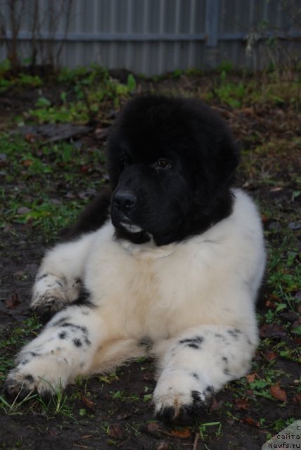 Фото: ньюфаундленд Питерньюф Ин Ит То Вин Ит