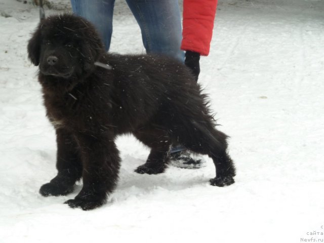 Фото: ньюфаундленд Супер Премиум Италия