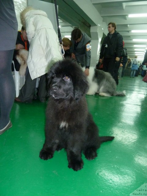 Фото: ньюфаундленд Супер Премиум Италия