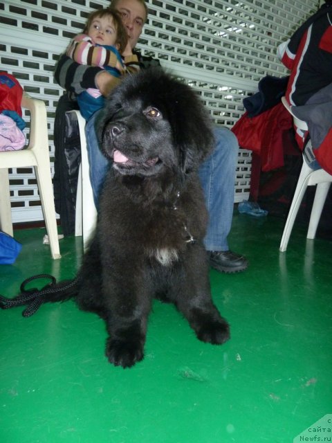 Фото: ньюфаундленд Супер Премиум Италия