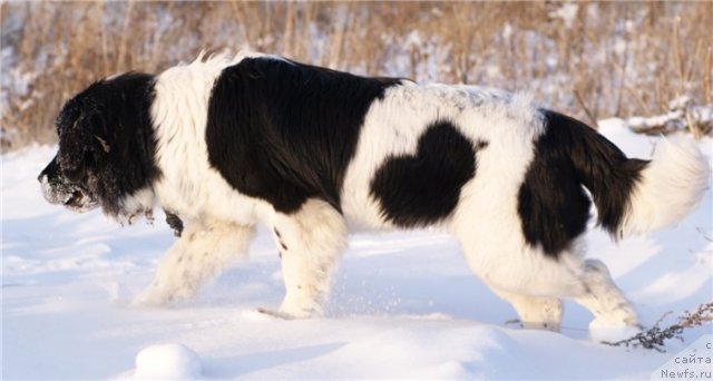 Фотография № 80809