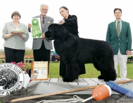 Фото: ньюфаундленд Council Cups Star of Kodiak Acres