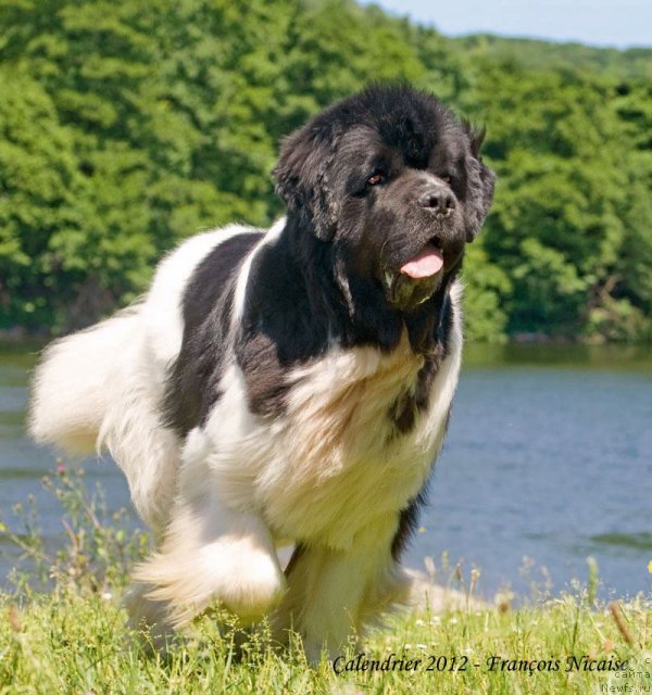 Фото: ньюфаундленд Vallis Madea Duende