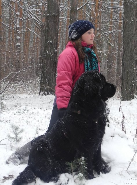 Фото: ньюфаундленд Бонита Эль Осо Нэгро