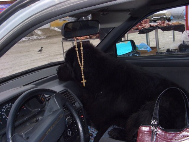 Фото: ньюфаундленд Анджел Викториус