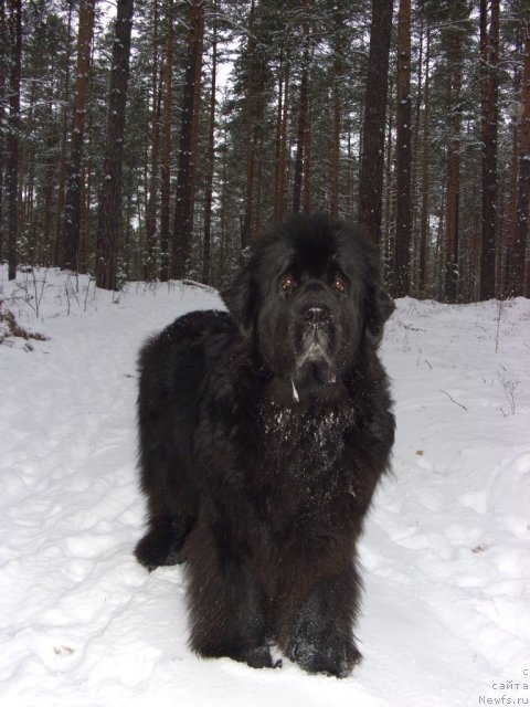 Фото: ньюфаундленд Акин Соул София