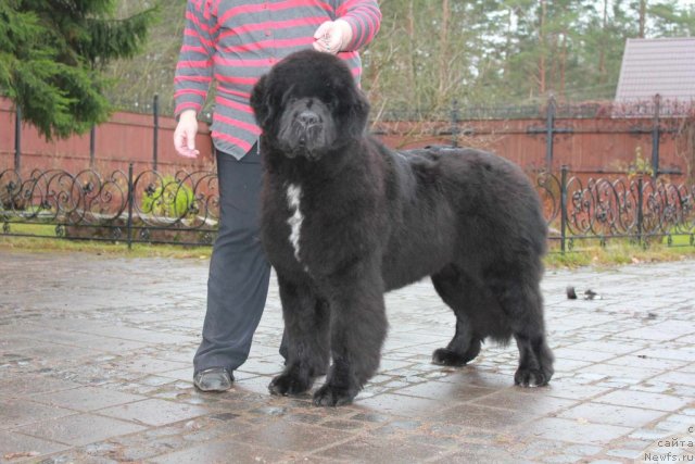 Фото: ньюфаундленд Pouch Cove's Russian Hit From Seabrook