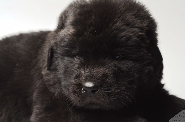 Фото: ньюфаундленд Принц Альфинский