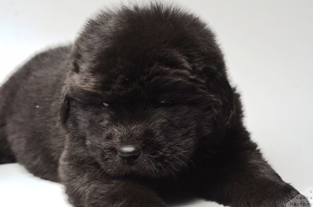 Фото: ньюфаундленд Принц Альфинский