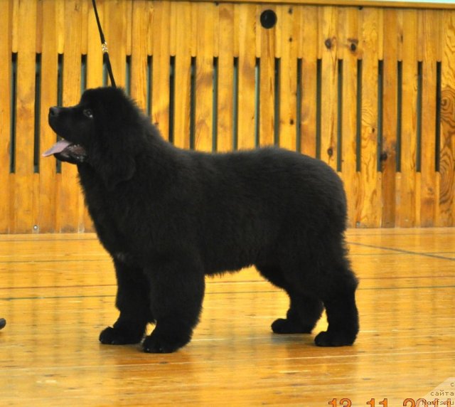 Фото: ньюфаундленд Звездный Дар Афродита (Zvezdnij Dar Afrodita)