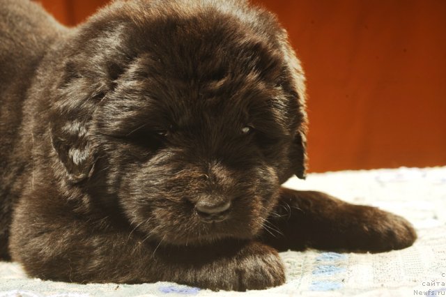 Фото: ньюфаундленд Примадонна Климская