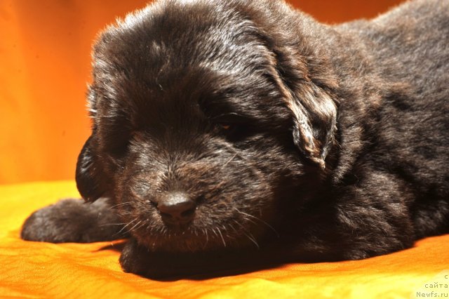 Фото: ньюфаундленд Примадонна Климская