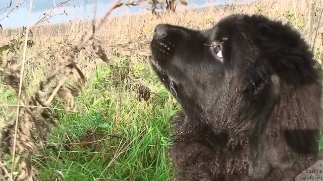 Фото: ньюфаундленд Лунная Богиня