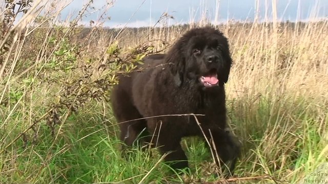 Фото: ньюфаундленд Лунная Богиня