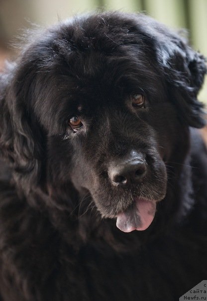 Фото: ньюфаундленд Арабелла Дочь Вивата