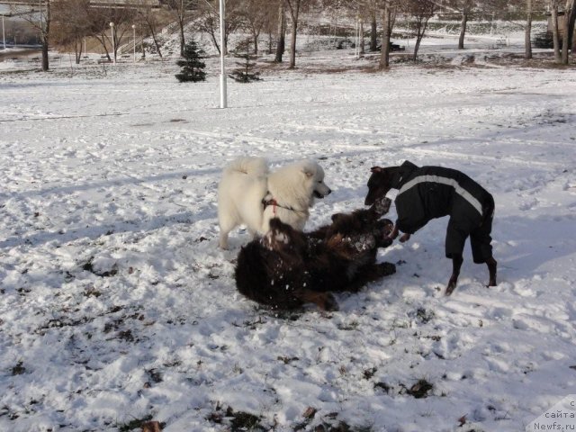 Фото: ньюфаундленд Повелитель Великих Озер