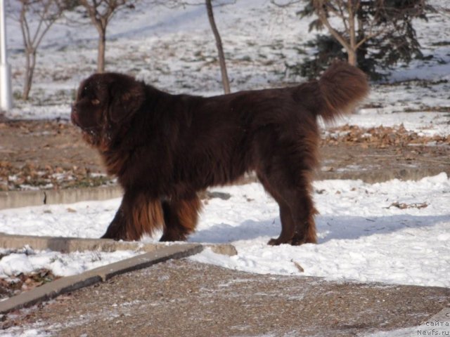 Фото: ньюфаундленд Повелитель Великих Озер