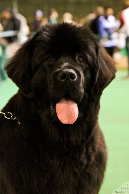 Фотография № 80926