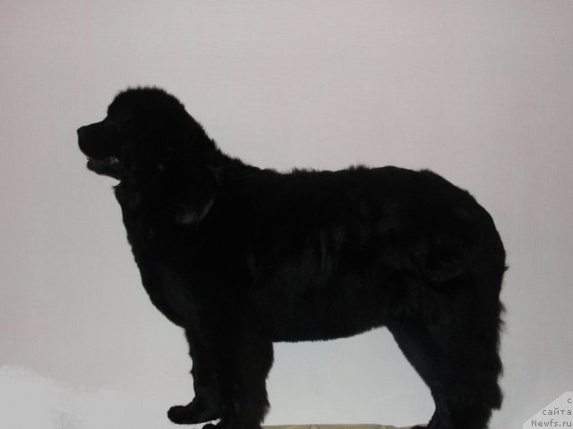 Фото: ньюфаундленд Жемчужина Сибири от Марлеон Дусвик