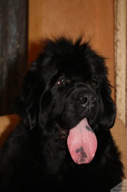 Фотография № 80930