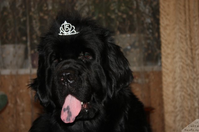 Фотография № 80931