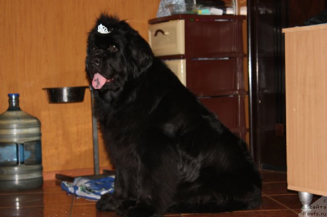 Фотография № 80933