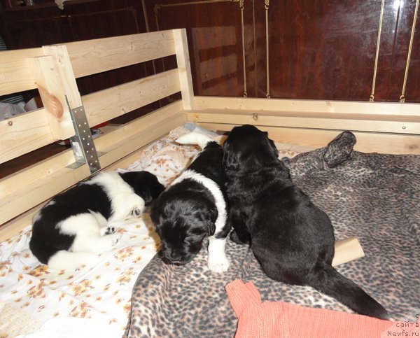 Фото: Дети, ньюфаундленд Бьянка Седьмое Чудо Света