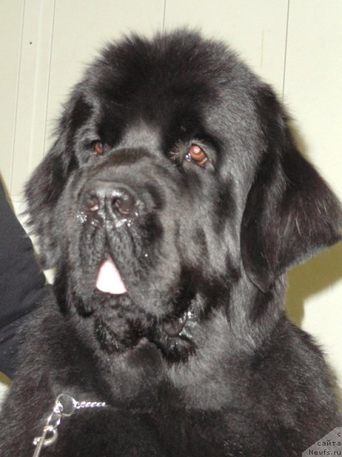 Фото: ньюфаундленд Бегущая по Волнам Ханд Маде (Beguschaya po Volnam Hand Made)