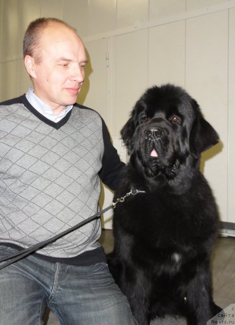 Фото: ньюфаундленд Бегущая по Волнам Ханд Маде (Beguschaya po Volnam Hand Made)