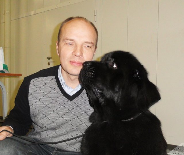 Фото: ньюфаундленд Бегущая по Волнам Ханд Маде (Beguschaya po Volnam Hand Made), Антон Яковлев