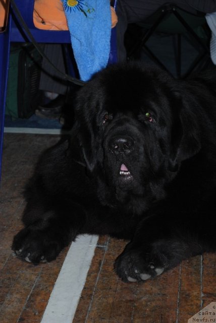 Фотография № 80980