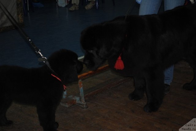 Фото: ньюфаундленд Питерньюф Нота Бене (Piternyuf Nota Bene), ньюфаундленд Уютная Долина Арнфрид Феодор