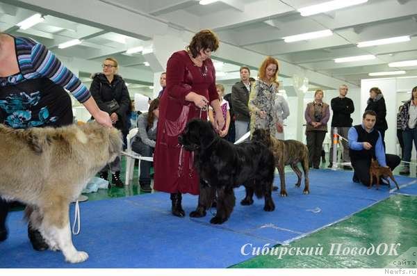 Фотография № 80985