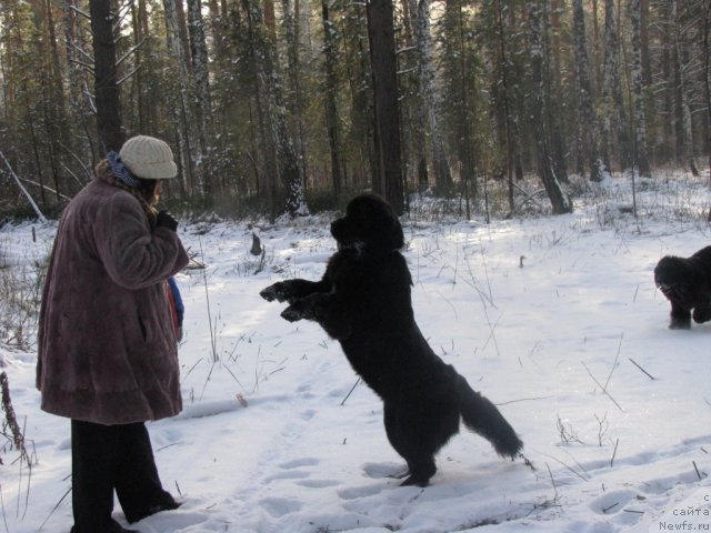 Фото: Валерия Ракута, ньюфаундленд Радость Моя для Сибирского Медведя (Radost Moya Dlya Sibirskogo Medvedya)